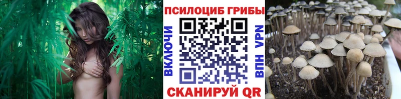 MEGA зеркало  Новоалександровск  Галлюциногенные грибы Psilocybine cubensis 